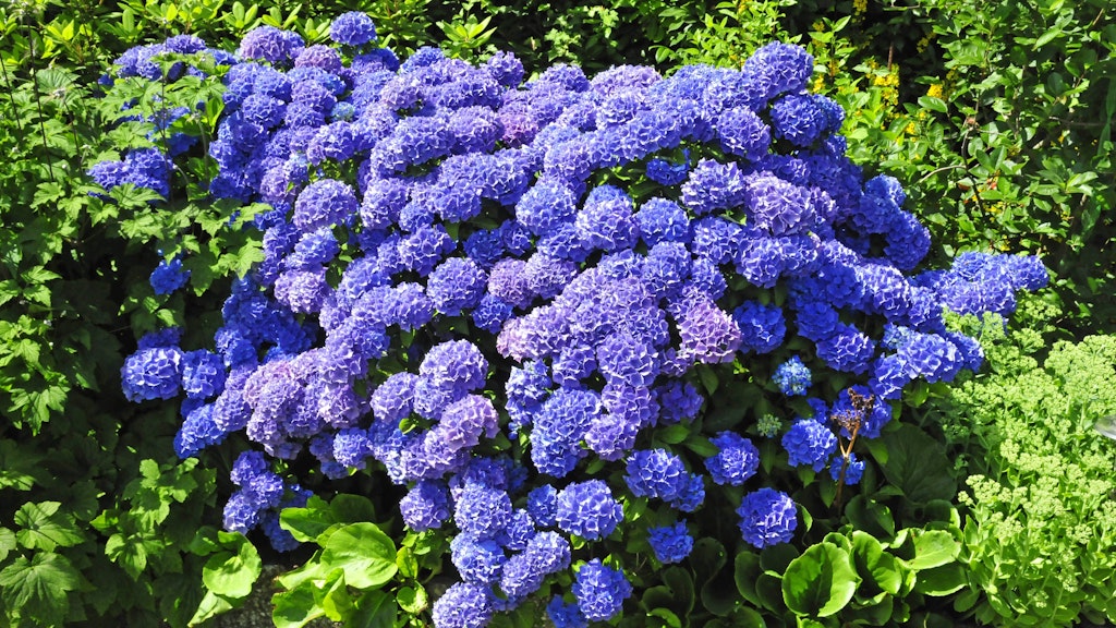 Sauer macht blau: Die Hortensie wechselt ihre Farbe je nach ph-Wert des Bodens.<br>
