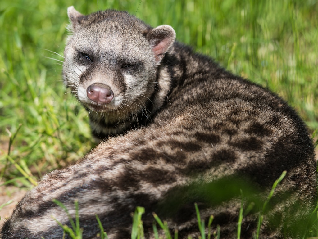 Stark bedroht und jetzt hoffentlich besser geschützt: die Zibetkatze.