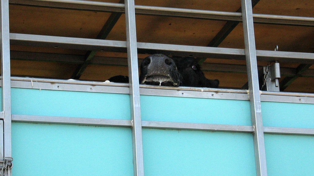 Ein Rind in einem Tiertransporter.