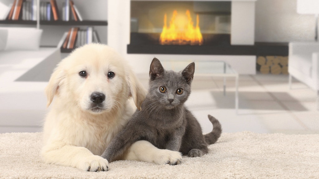 Hunde und Katzen können sich mit dem Virus anstecken.