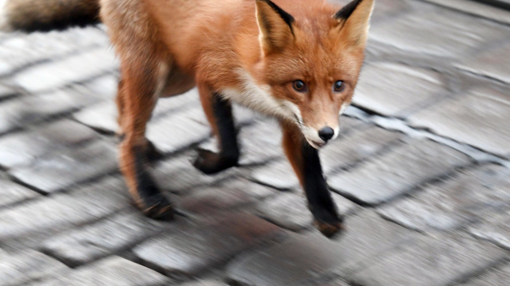Immer mehr Wildtiere zieht es in die Stadt. 