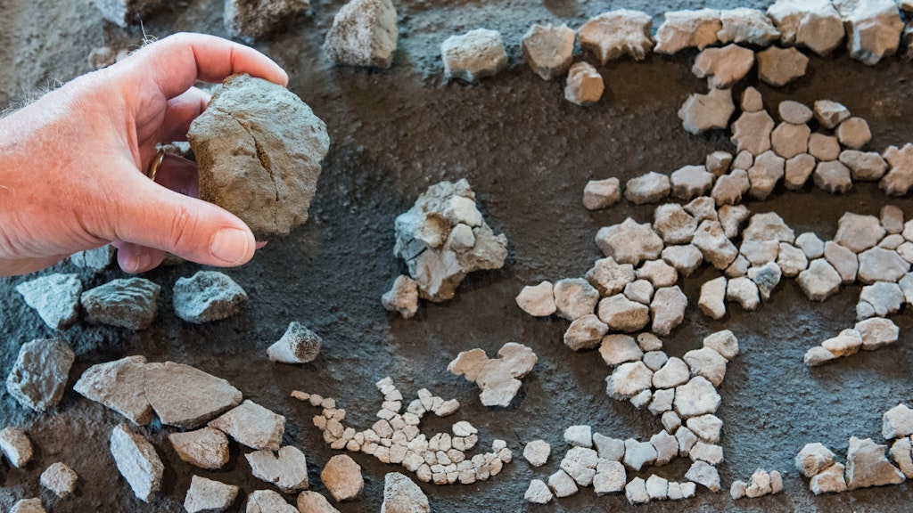 Die Überreste einer rund elf Millionen Jahre alten Lederschildkröte.