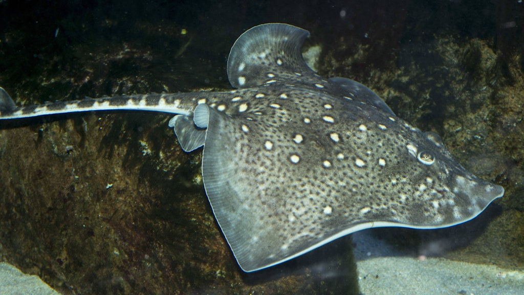 Zoologischer Garten Berlin: So sieht <em>Raja clavata</em> im klarem Wasser des Aquariums.