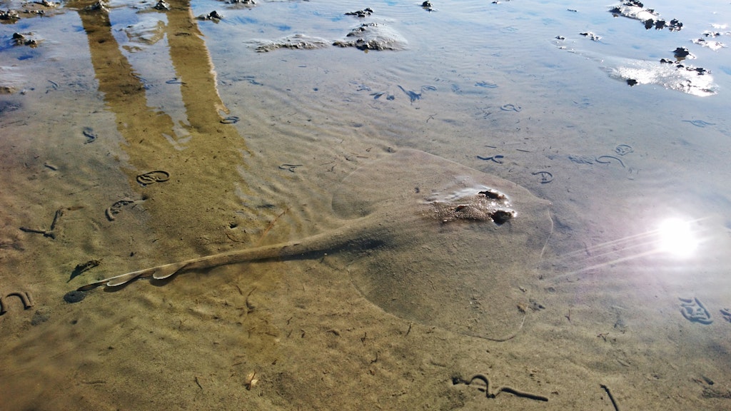 Gut getarnt: der Nagelrochen im ostfriesischen Wattenmeer.