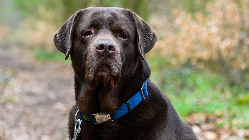 Im besten Rentenalter: Ein neun Jahre alter Labrador Retriever aus Hannover – sein Alter entspricht 66 Menschenjahren.