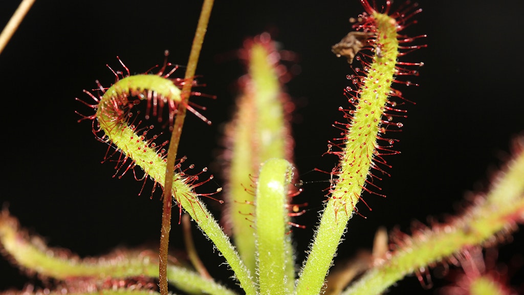 Die fleischfressende Pflanze Drosera arachnoides am Wuchsort auf Madagaskar.