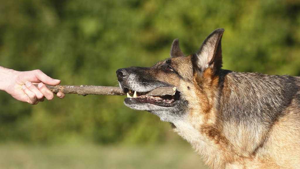 Ein Deutscher Schäferhund spielt mit einem Stock (Symbolbild). 