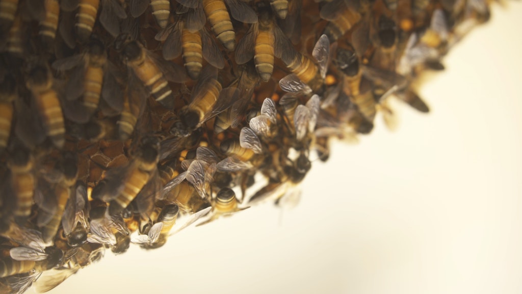Eine Kolonie von Riesenhonigbienen der Art Apis dorsata