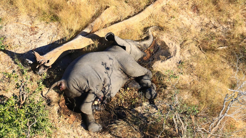 Ein toter Elefant liegt in einem Gebüsch. Im südafrikanischen Safari-Paradies Botswana treibt ein mysteriöses Elefantensterben Tierschützer um.