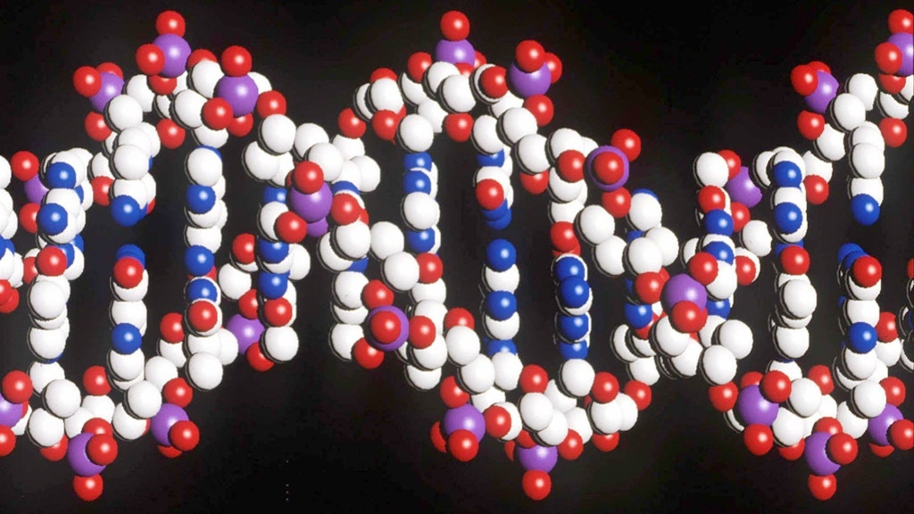 Modell eines menschlichen DNA-Stranges mit der doppelten Helix-Struktur.