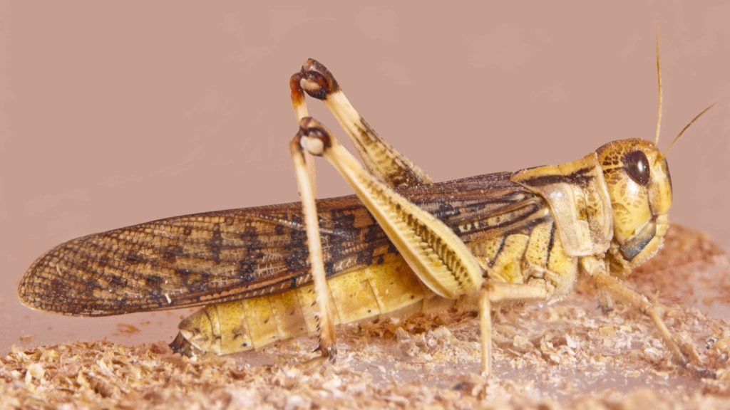 Europäische Wanderheuschrecken (<em>Locusta migratoria</em>)