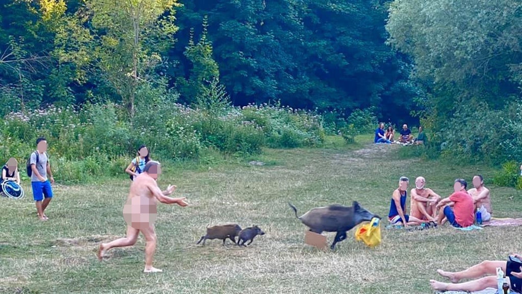 Auf Diebestour am Teufelssee: Eine Wildschwein-Rotte verschleppt einen Beutel mit einem Laptop.
