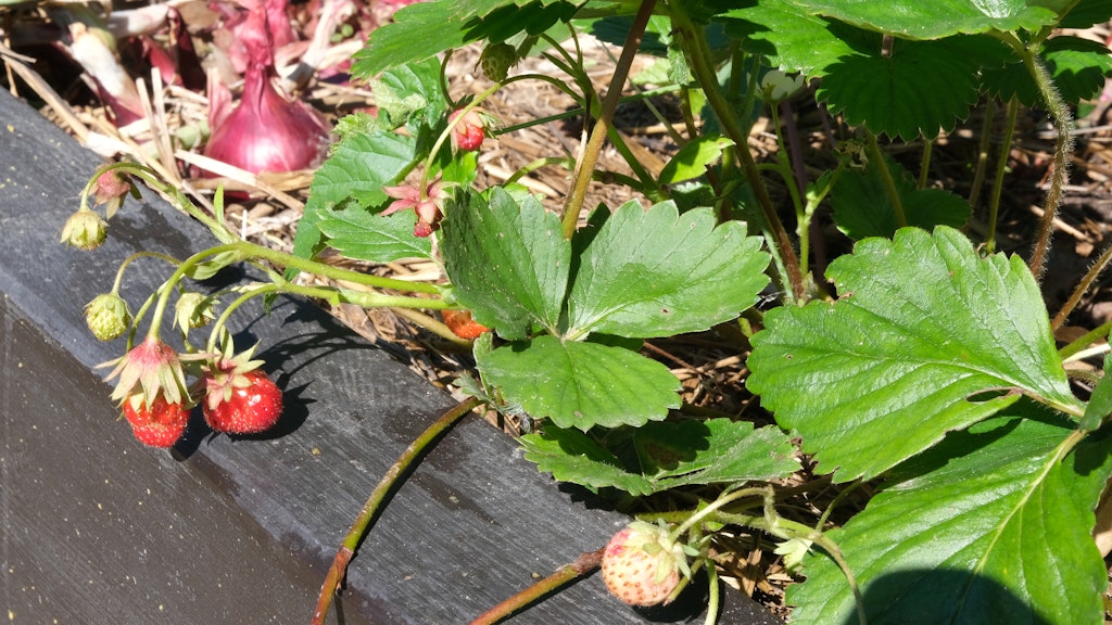 Diese Woche fotografiert: Die Erdbeer-Nachfrucht im Hochbeet des Autors. Dank der Beipflanzung von Zwiebeln pilzfrei und extra geschmacksintensiv. 