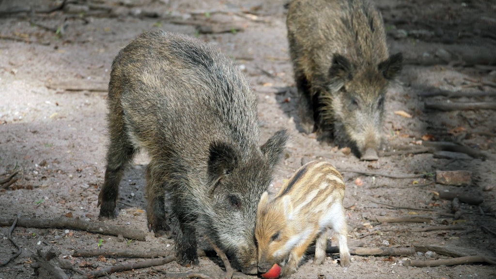 Eine Wildschweinfamilie beschäftigt das Berliner Landesforstamt