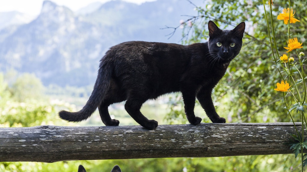 Black Beauty: Schwarze Katzen haben es selten leicht. 