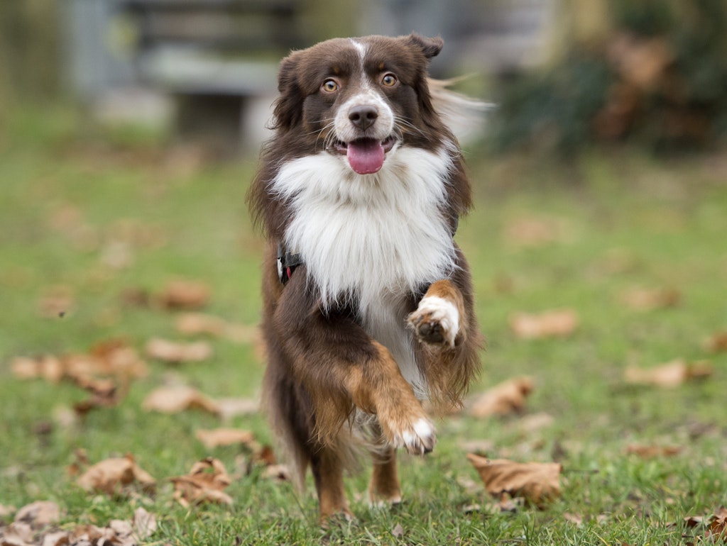 So soll es sein: Die Zunge flattert im Winde – ein Hund beim Gassigehen.