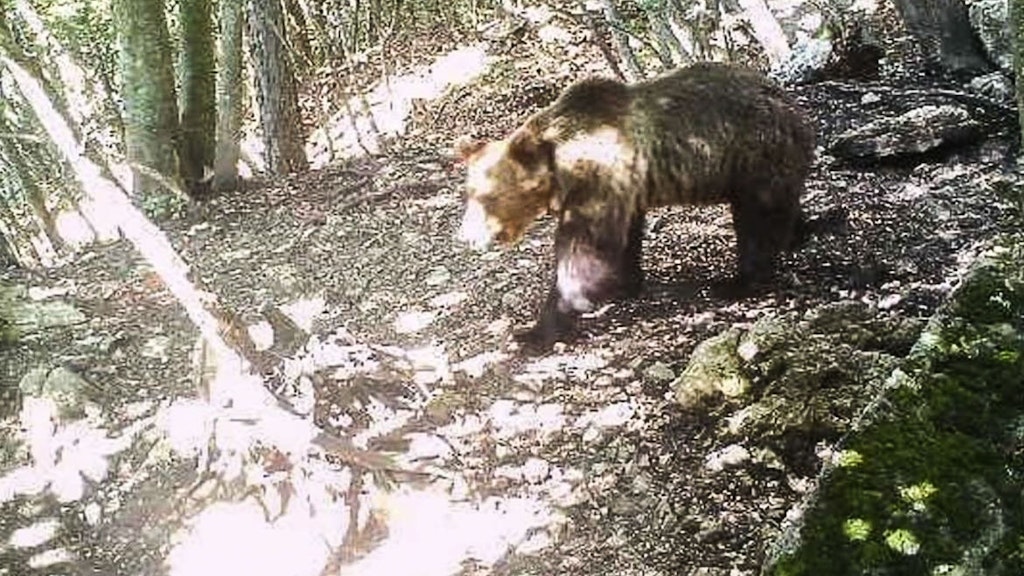 Der auch Papillon genannte Bär M49 wurde am 29. Juli 2020 in einem Waldgebiet in Italien von einer Webcam erfasst.