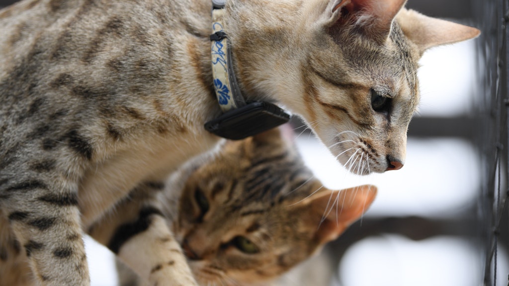 Savannah-Katzen entstammen einer Kreuzung aus einer afrikanischen Wildkatze und einer Hauskatze. 