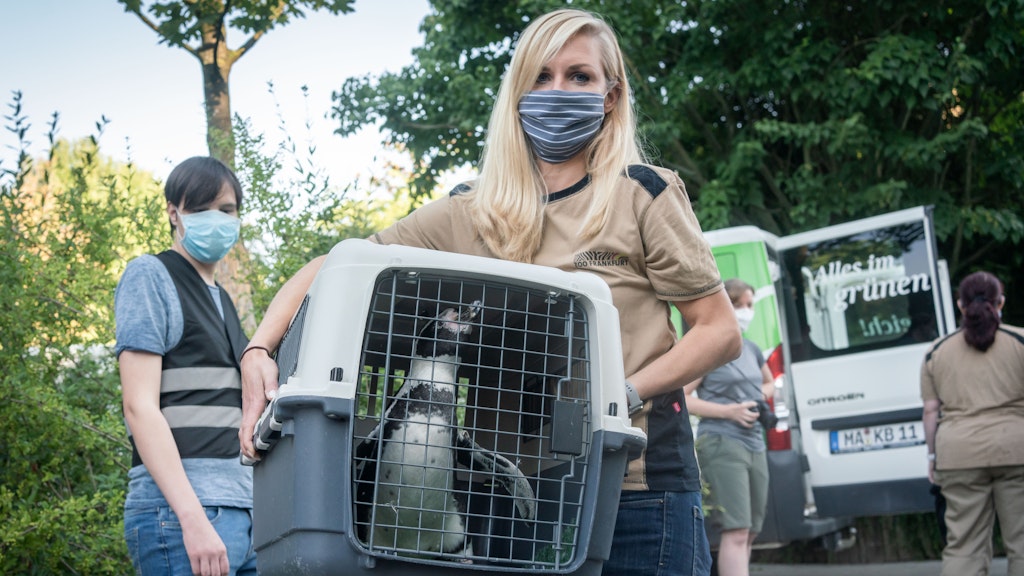 Kuratorin Sabrina Linn trägt eine Transportkiste mit einem Pinguin. 