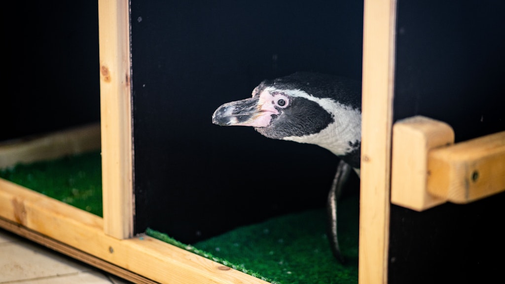 Kuckuck: Ein Humboldt-Pinguin bei seiner Ankunft im Frankfurter Zoo. 