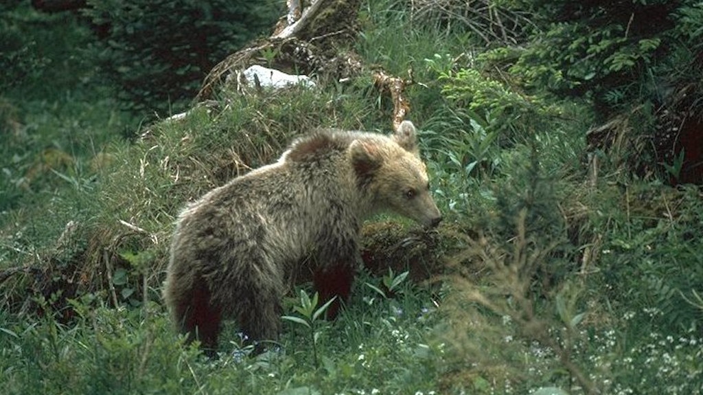 Ein Bär.