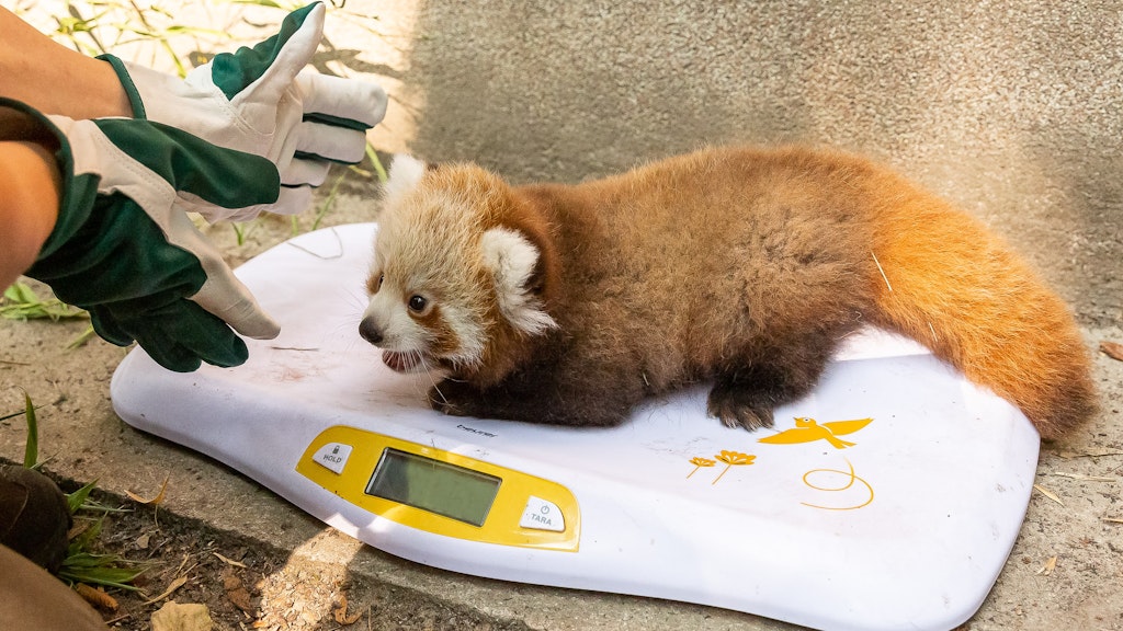 Guess which football team this red panda supports.