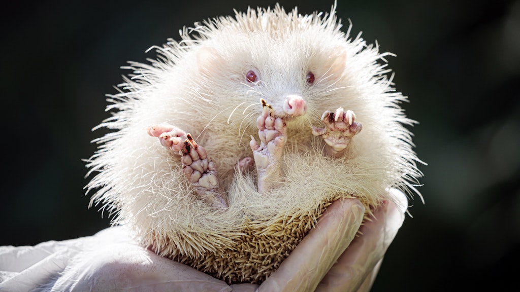 Der seltene Albino-Igel Jack Frost.