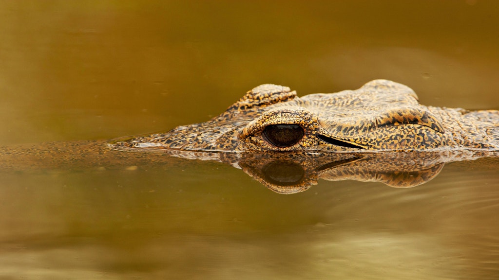 Natürlich nicht der Unstrut-Alligator, sondern ein Nilkrokodil.