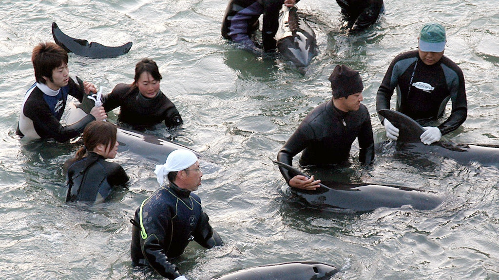 In der Bucht von Taiji: Delfin-Trainer selektieren die Delfine, die bei der Treibjagd gefangen wurden, für Aquarien (Archivbild).