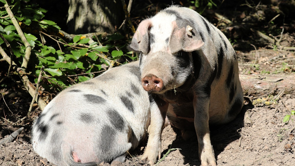 Im „Hudewald“ („Hütewald“) des Tierparks Ivenack leben zwei junge Turopolje-Schweine gemeinsam mit Mufflons und Damhirschen. Die Tiere sollen an die früher übliche Tiermast in dem Wald erinnern.