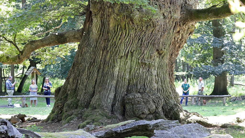 Besucher stehen hinter der möglicherweise ältesten der Tausendjährigen Eichen mit einem Stammdurchmesser von 3,49 Meter.