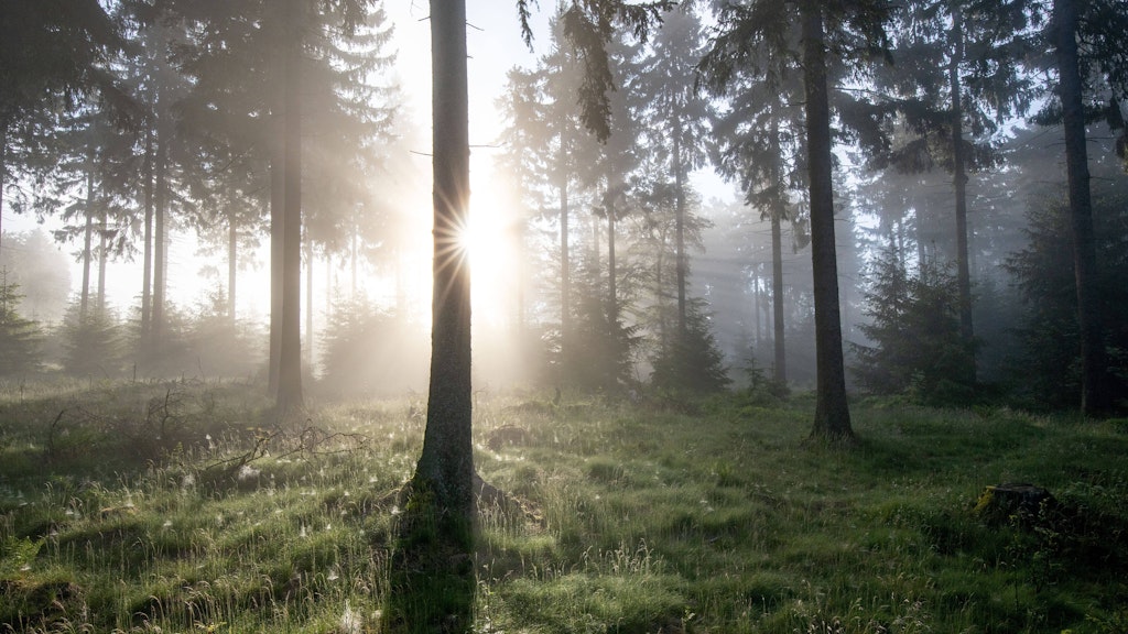 Wald (Symbolbild)