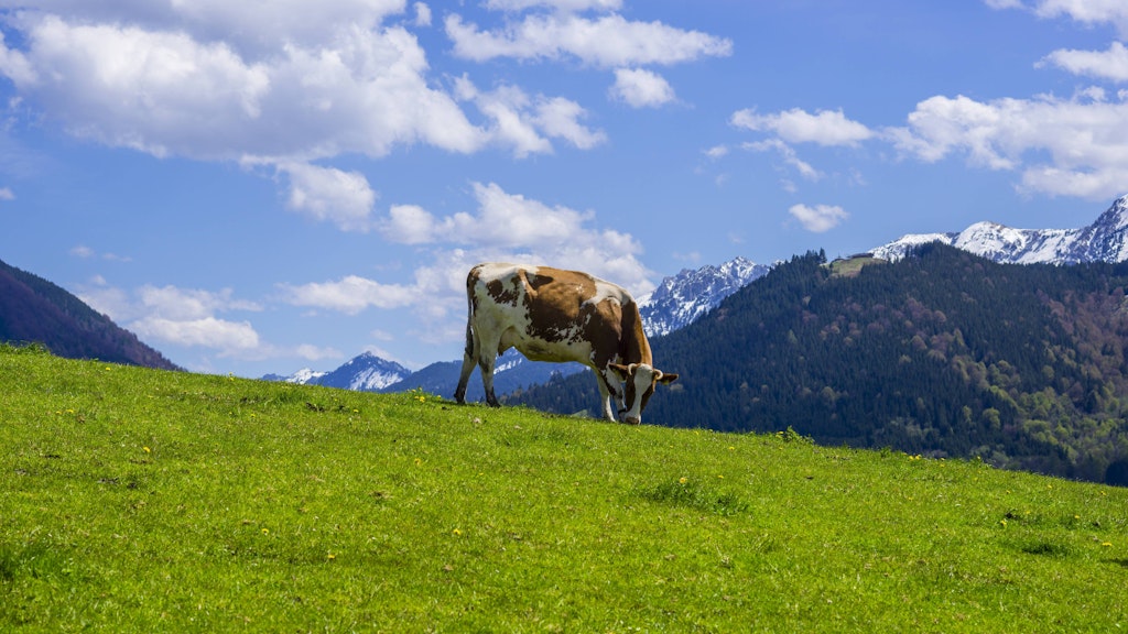 <strong>Kuh auf der Weide in Bayern.</strong>