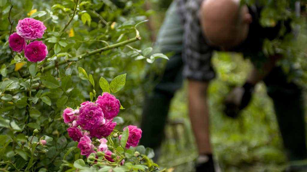 Vor der Pflege von Rosen muss man keine allzu großen Bedenken haben – es ist leichter als gedacht.