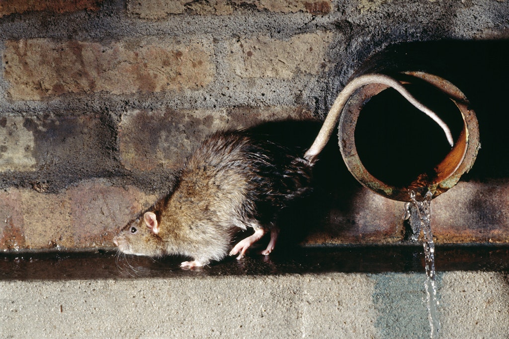 Eine Ratte in der Kanalisation.