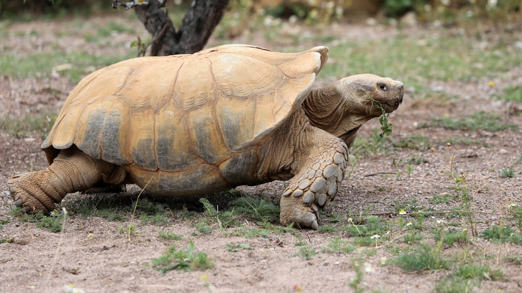 Eine solche Spornschildkröte wurde am Sonnabend in Falkensee eingefangen.