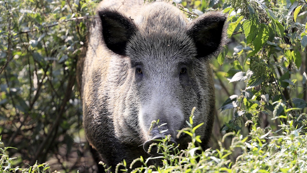 Wildschweine sollen jetzt noch stärker bejagt werden.