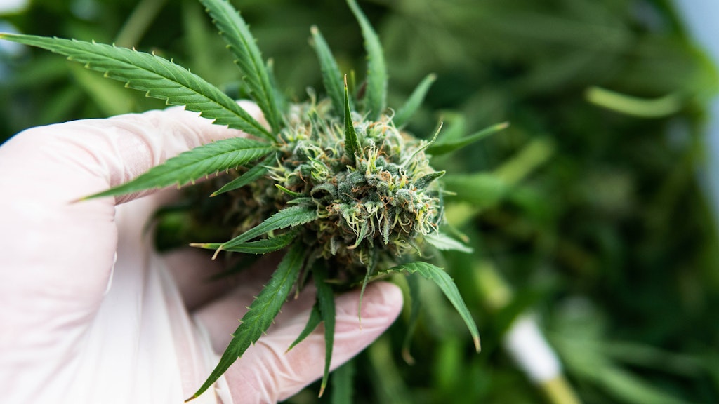Das Cannabiskontrollgesetz kommt auch weiterhin nicht.