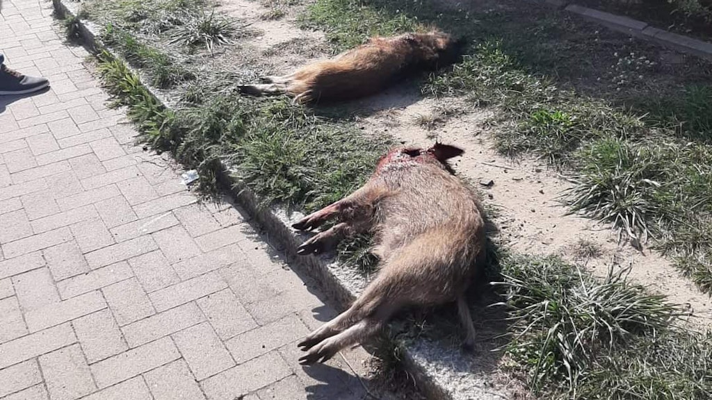 Die toten Wildschweine liegen am Straßenrand. 