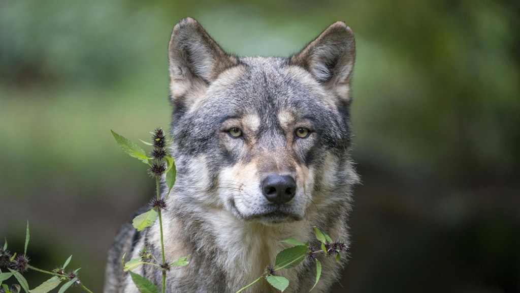 Europäischer Wolf canis lupus.