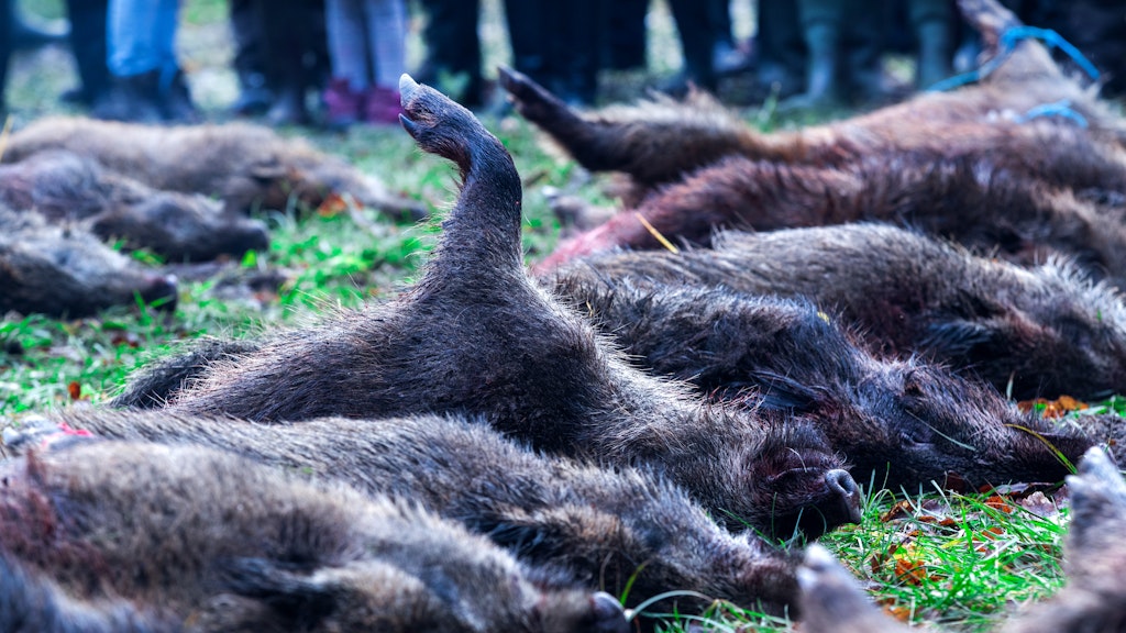 Die Jägerschaft wird aufgerufen, jetzt noch mehr Wildschweine zu jagen.