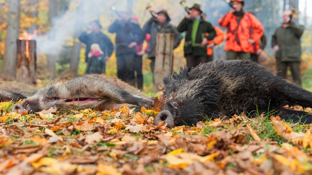Nach einer Treibjagd. Wildschweine sollen nun noch stärker bejagt werden.