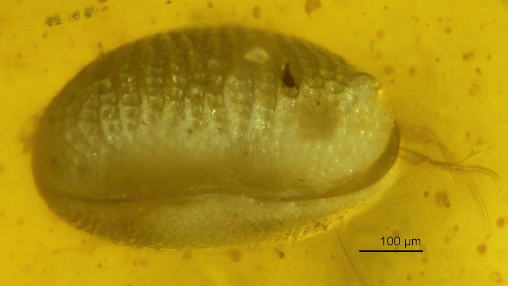 Eine Ostrakode der neu beschriebenen Art <em>Myanmarcypris hui</em> in Ventralansicht (Vorderende rechts) in einem Bernsteinstück. Die ältesten Spermien der Welt sind 100 Millionen Jahre alt. Ein internationales Team von Paläontologen entdeckte sie in Bernstein gegossen im Inneren eines weiblichen Muschelkrebses aus Myanmar.
