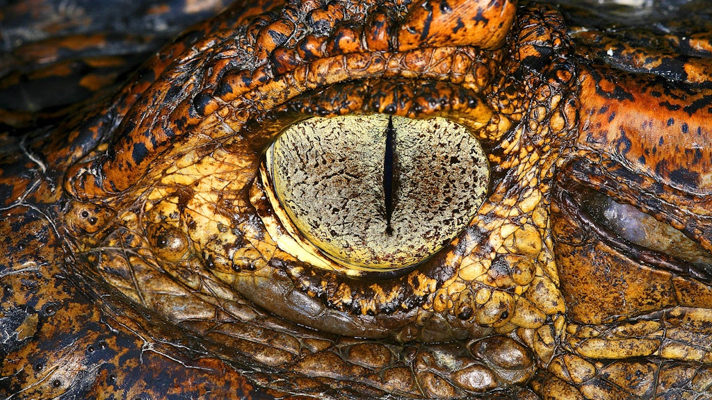 Ein wichtiges Detail: Die Pupillen eines Krokodils sind schlitzförmig.