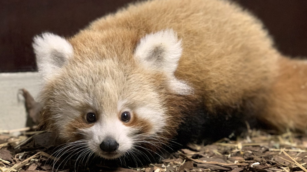 Das Rote-Panda-Mädchen im Tierpark: Das Patenkind der Unioner präsentiert sich jetzt endlich den Besuchern.