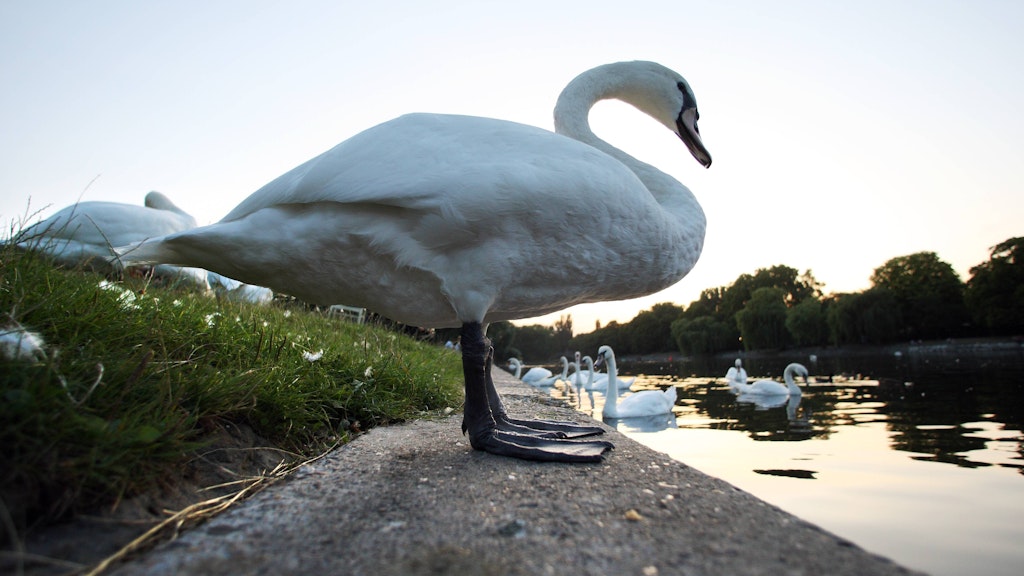 Schwäne am Landwehrkanal in Berlin-Kreuzberg.<br>