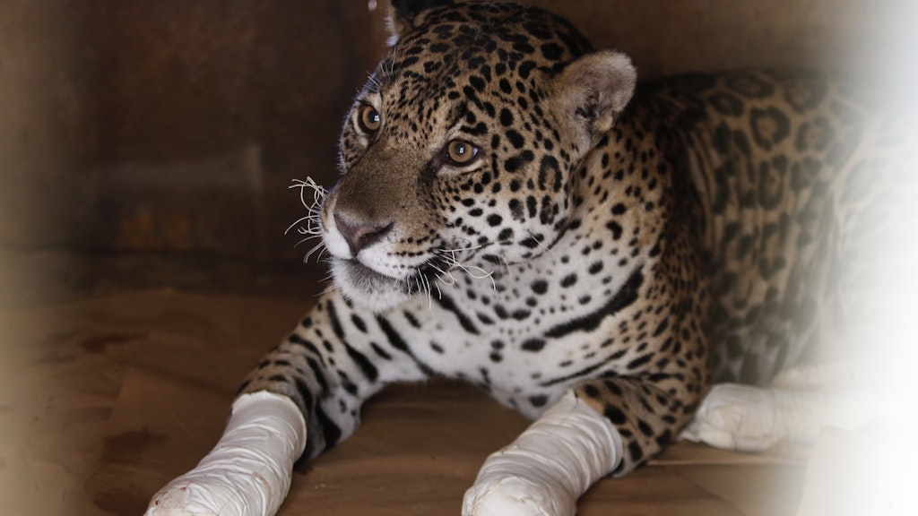 Brasilien, Goiás: Jaguar Ousado erlitt Verbrennungen dritten Grades.