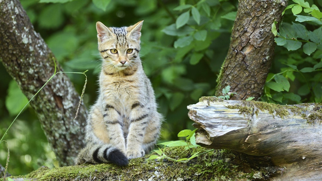 Zum Anbeißen: Eine Europäische Wildkatze im schweizerischen Langnau.