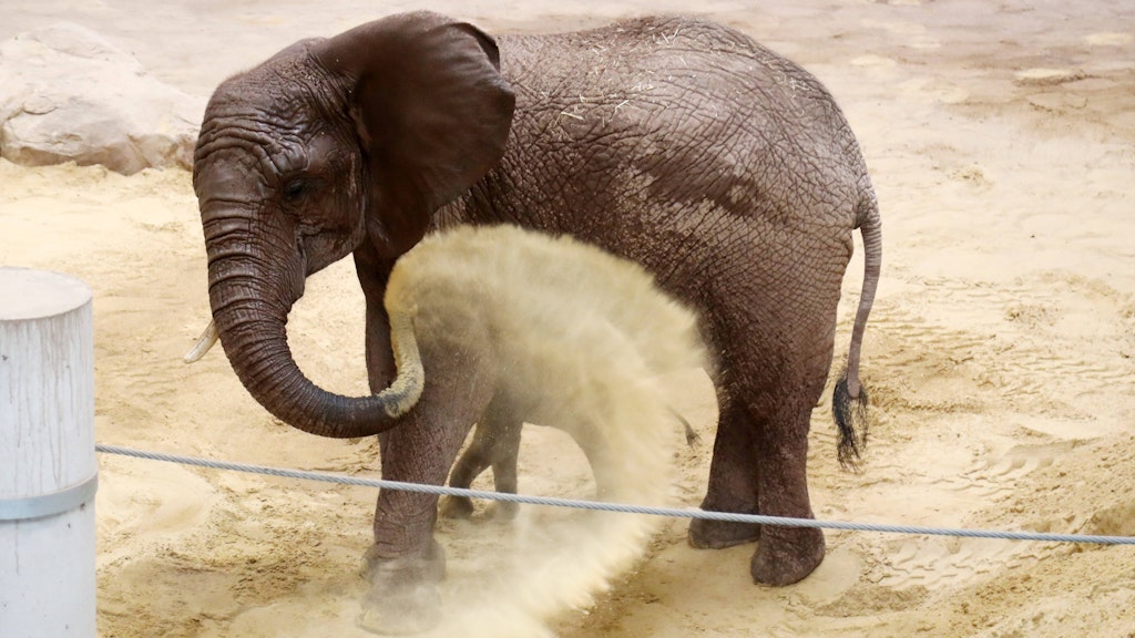 Elefanten-Mädchen Ayoka beim Sandbaden.