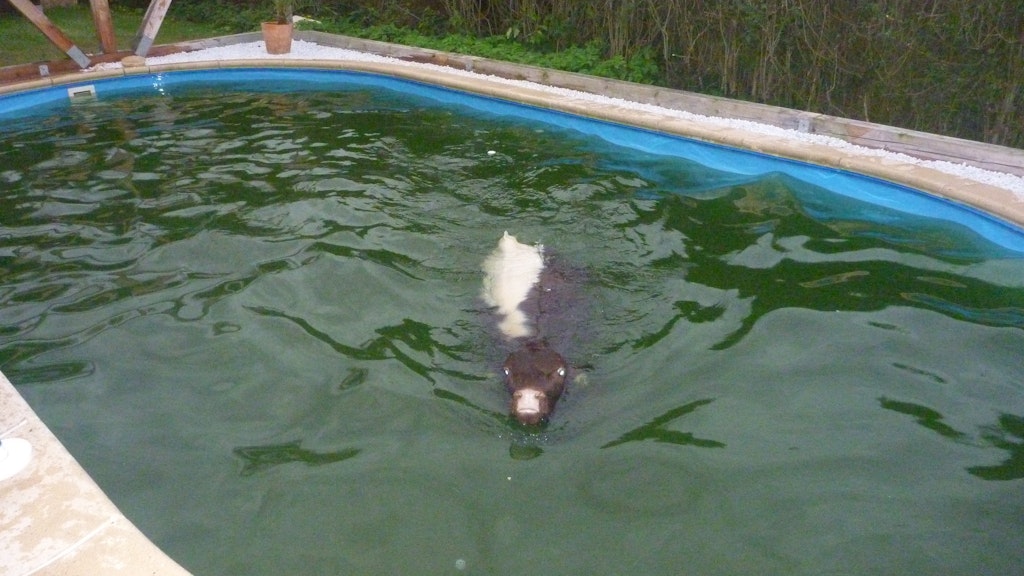 Was soll sie auch sonst tun: Die Kuh schwimmt um ihr Leben.